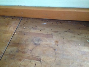 Aftermath of the mice in Claire's home. Photo: Claire Zimmerman