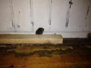 One of the many mice that infested Claire's home. Photo: Clair Zimmerman 