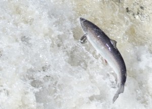 A Newfoundland Atlantic Salmon jumps out of the water. Unlike its relatives in the Bay of Fundy, this Salmon is likely from a population that is not threated. Photo courtesy of Tom Moffatt, Atlantic Salmon Federation.