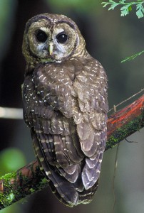 "Northern Spotted Owl" photo by Hollingsworth, John and Karen - US Fish and Wildlife Service
